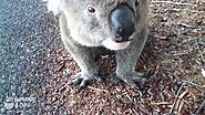 Cute Adorable Koala takes water from human