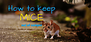 How To Keep Mice Out Of Camper » Camping Heaven