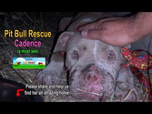 Saving Cadence - an abused Pit Bull shows us the power of second chances. Please share.