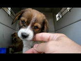 Dog rescue in South Los-Angeles: Ava, Halle & Lulu (video by Eldad Hagar)