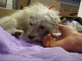 Chase - rescued the day she was scheduled to be euthanized (video By Eldad Hagar). Please subscribe