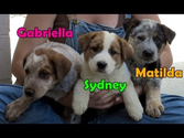 Dog rescue in central California (Gaia, Sydney, Matilda & Gabriella) - Please share.