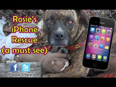 Rescuing a family of dogs with help from iPhone and You Tube. Please share.