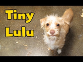 Dog Rescue: Tiny Lulu; hit by a car.