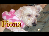 Fiona can see now!!! Please share her amazing follow-up video. Thanks :-)