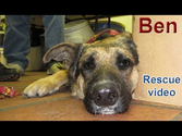 Dog rescue: Sweet Ben.