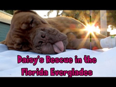 Hope For Paws in Florida - Daisy, Dogue de Bordeaux rescue (French Mastiff) - Please share