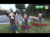 Marty, Brooklyn and Penny: Chihuahua rescue in South Central Los Angeles. Please share!!!
