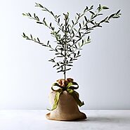 Olive Tree Sapling