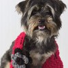 31 Patterns for Pet Clothing and More Pet Crafts
