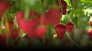 Fruit and veg farmers facing migrant labour shortages - BBC News