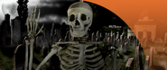 Bucky Skeletons & Halloween Skeletons from Skeleton Factory