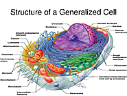 Diagram the structure of a cell