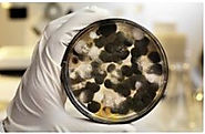MOLD TESTING TO SECURE HEALTH