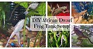 Best DIY African Dwarf Frog Tank Setup Ideas Of The Year!