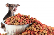 Vote in the Dogington Post Awards: Best Dry Dog Food