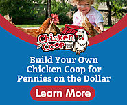 Learn to build a great chicken coop for your Bettys to lay their eggs in and be protected from preditors.