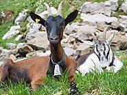 The Many Wonders of Goats