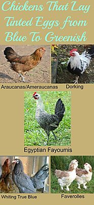 Beginners Guide To Raising Chickens - Everything You Need To Know