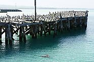 Blue Penguin Colony in Oamaru