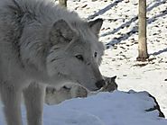 Omnibus Spending Bill Rider On Wolf Delisting Pulled