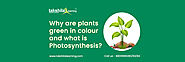 Why are plants green in colour? – Chlorophyll & Photosynthesis – CBSE Class 4