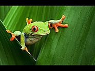 Virtual Field Trip - Amazon Rainforest