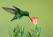 Why Google's New Hummingbird Algorithm is Good News for Serious Content Creators