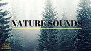 Meditation Music : Deep Forest nature sound (Pure Relaxation)