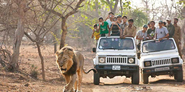 Make a visit to Gir National Park as it opens for Tourists: Tour My India