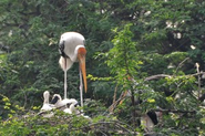 A Birder's Paradise: Bharatpur Bird Sanctuary