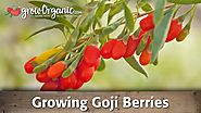 Growing Organic Goji Berries