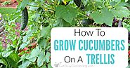 Growing Cucumbers On A Trellis: How To Grow Cucumbers Vertically