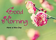 Good Morning Images with Nature Quotes Download