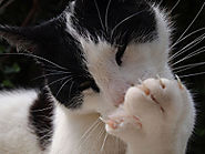 8 Fun Facts About Cats’ Claws