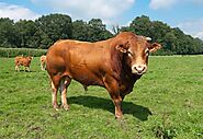 In An Attempt To Scratch The 'Itchy Bum' This Bull Cuts Off Electricity From 700 Homes - Viral Bake