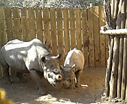 Los conservacionistas han transferido exitosamente 16 rinocerontes negros en peligro de extinción.