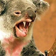 HOW MUCH CAN A KOALA (DROP)BEAR?