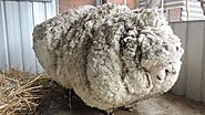 WORLD’S WOOLIEST SHEEP?