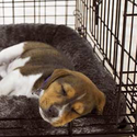 Dog crates: product reviews