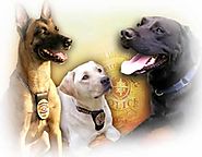 Awesome Things You Didn't Know About Dog Intelligence and Behavior