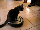 Dexter the cat rides the Roomba