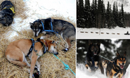 Dog tired! Huskies take a well-deserved break during the 1,000-mile Iditarod sled race through Alaska's wilderness