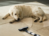 The vacuum cleaners that were top dogs in our pet hair tests