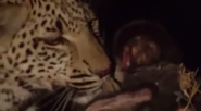 Watch This Incredible Video Of A Leopard Cub Discovering Its Prey Has A Newborn