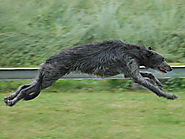 6). Scottish Deerhound