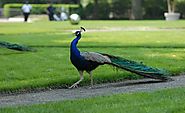 A peacock in Astor Court at the Bronx Zoo