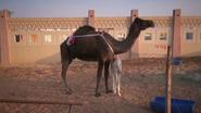 The Koyal Group Info Mag News: A Virus found in camels