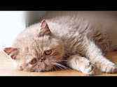 Diary of a Sad Cat Viral Video, Funny Cat Thoughts We Knew All Along