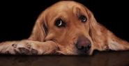 Diary of a Sad Dog Viral Video, Canine Thoughts We Never Knew About